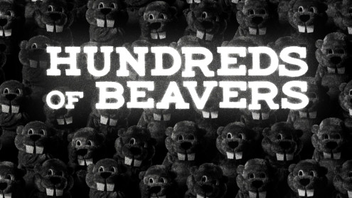 hundreds of beavers